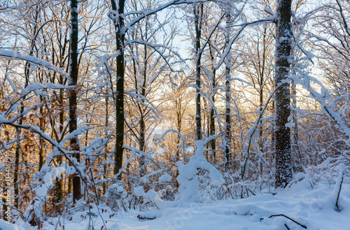 snowy forest with evening sunlight © Christian Müller