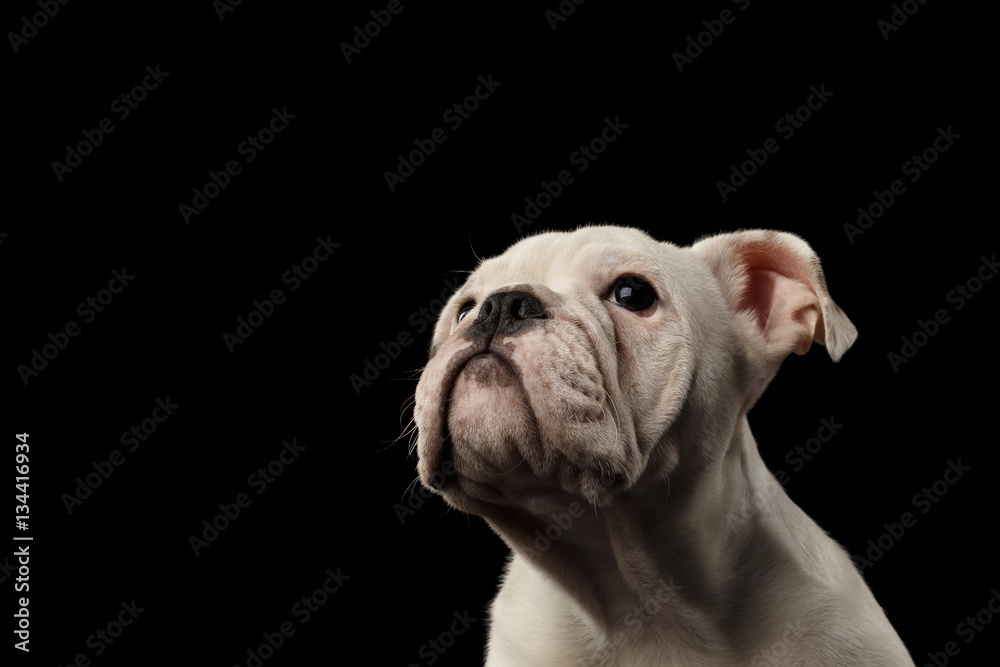 Close-up headshot white puppy british bulldog breed looking up and waiting feed on isolated black background, front view