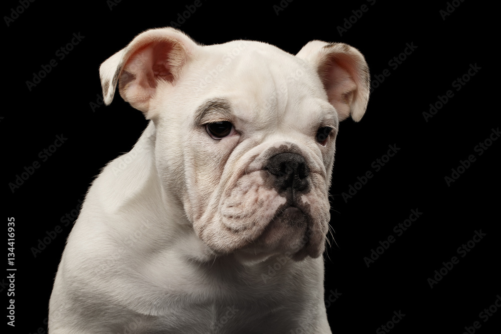 Close-up headshot white puppy british bulldog breed sadly looking down on isolated black background