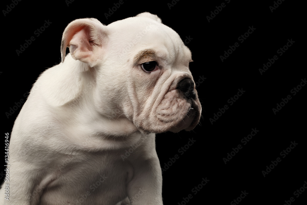 Close-up headshot white puppy british bulldog breed looking side on isolated black background, profile view