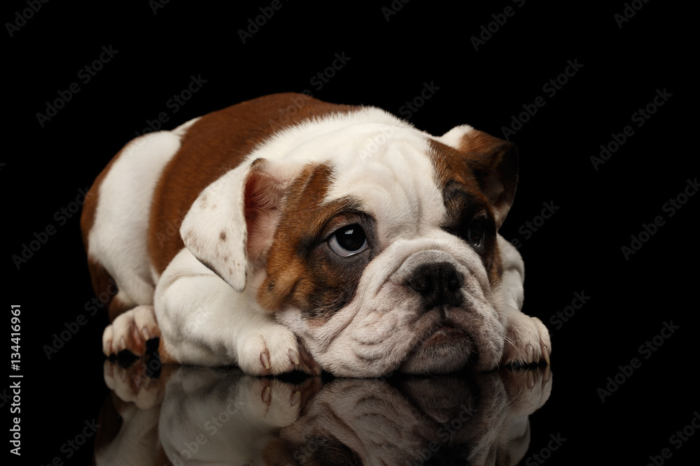 Cute puppy british bulldog breed, white and red color, lying on isolated black background with reflection