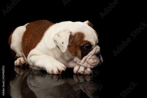 Small puppy british bulldog breed, white and red color, lying on isolated black background with reflection