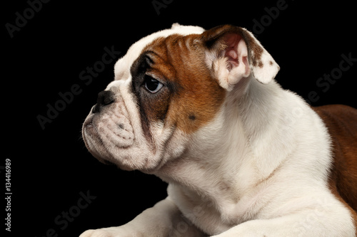 Closeup puppy british bulldog breed, white and red color, on isolated black background, profile view