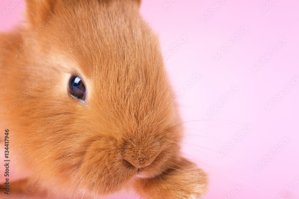 Cute funny rabbit on color background, closeup Cute funny rabbit on color background, closeup