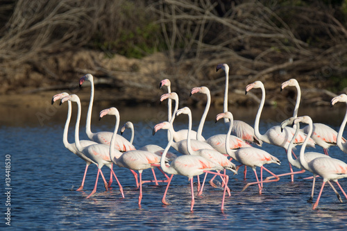 Flamingos stand together in shallow water