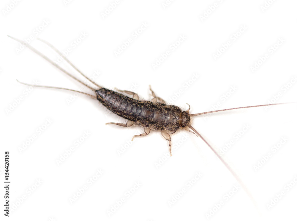 Four-lined Silverfish (Ctenolepisma lineata) on a white background Four-lined Silverfish (Ctenolepisma lineata) on a white background