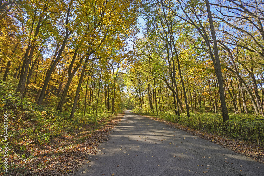 Rural Road in the Fall