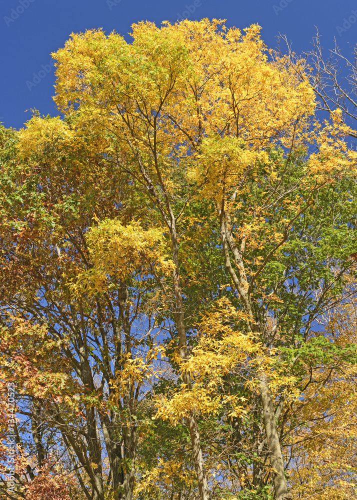 Brilliant Yellows in the Fall