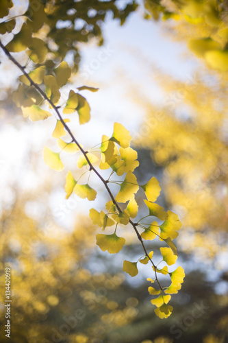 가을 은행나무 하늘 나뭇잎