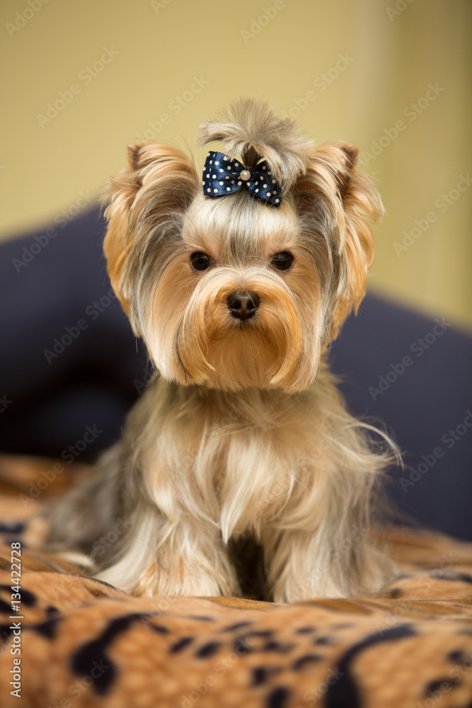 Small dog. Beautiful Yorkshire terrier. York Stock Photo Adobe Stock