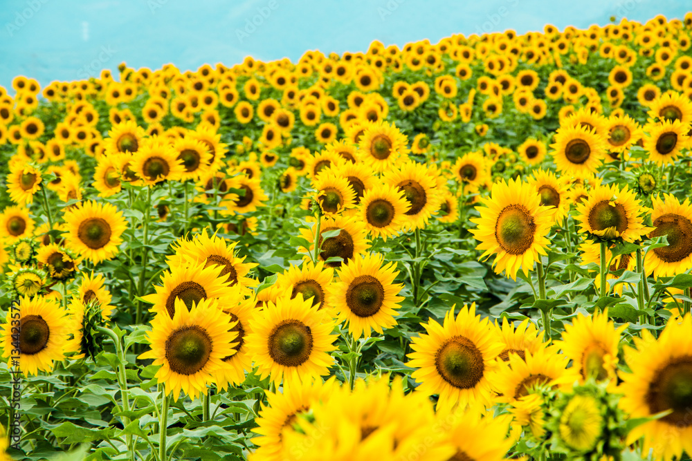 Fototapeta premium Sunflower looking at the bright sun