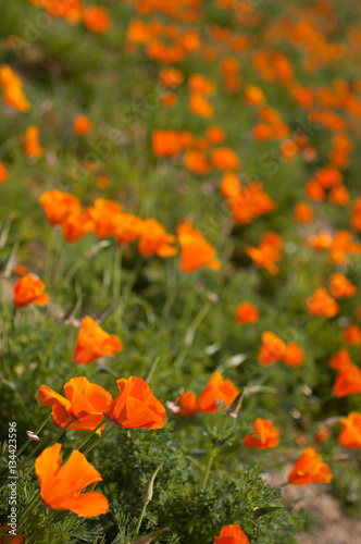 California poppies in field © Chitra Tatachar