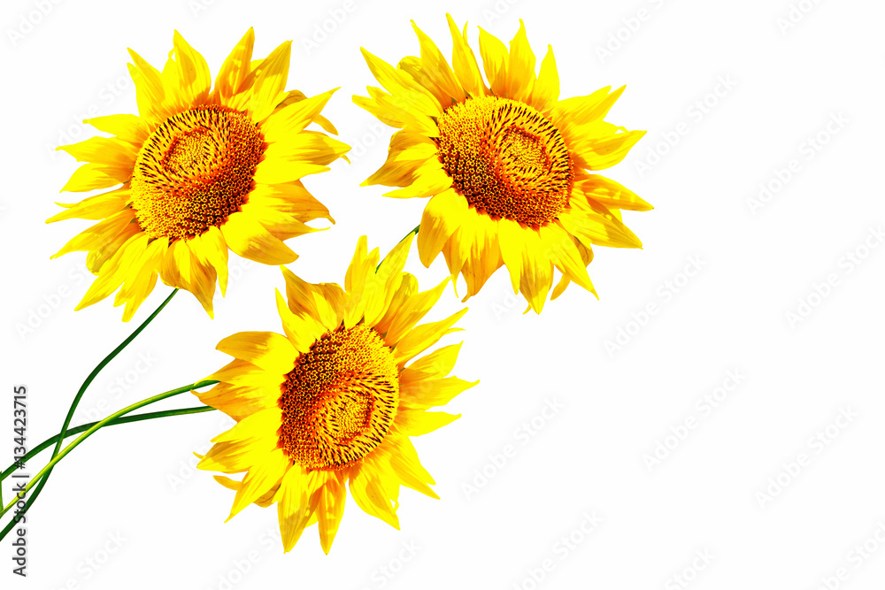 Fototapeta premium colorful sunflower isolated on a white background