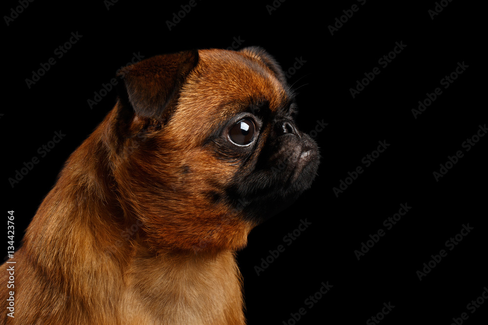 Close-up headshot of unhappy petit brabanson dog sadly looks on isolated black background, profile view Close-up headshot of unhappy petit brabanson dog sadly looks on isolated black background, profile view