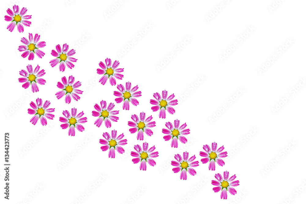 daisies summer flower isolated on white background.