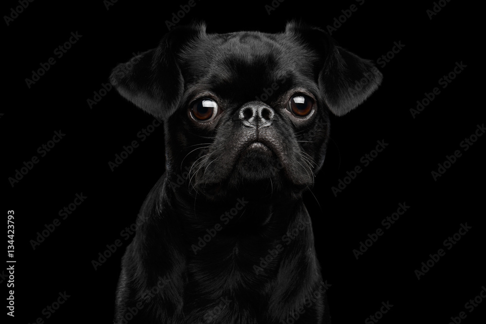 Close-up portrait of Amazing petit brabanson dog sadly looks on isolated black background, front view