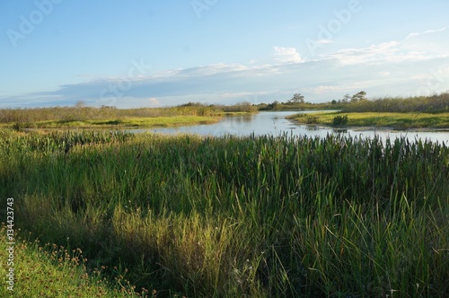 swamp land in Florida