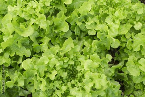 Texture of Green fresh Lettuce Salad