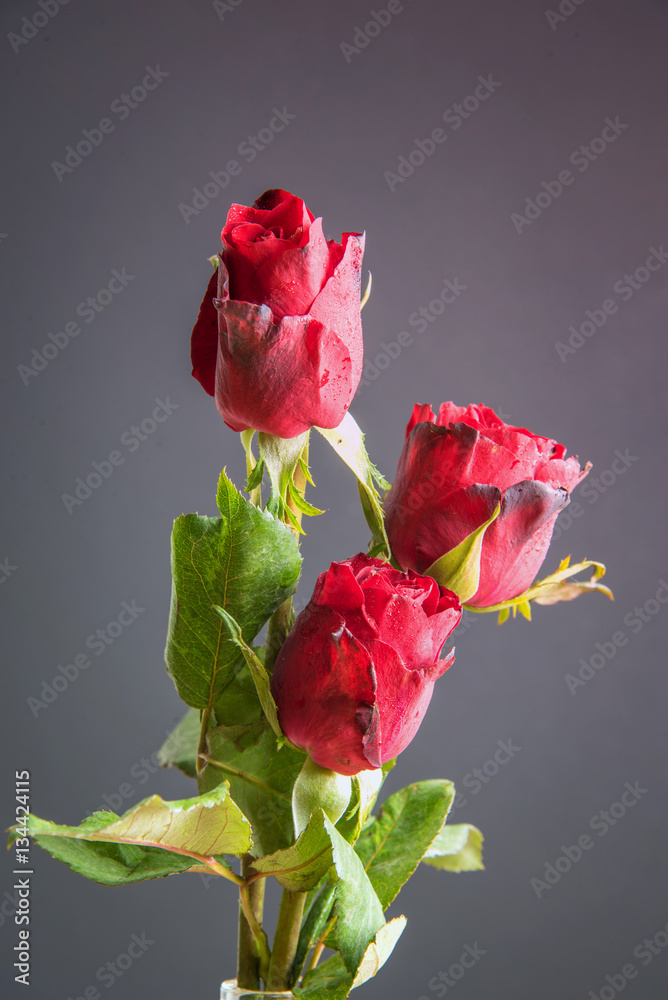 Red roses on wood