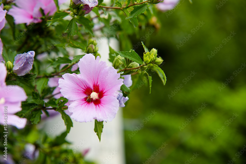 Obraz premium 아름다운 무궁화꽃