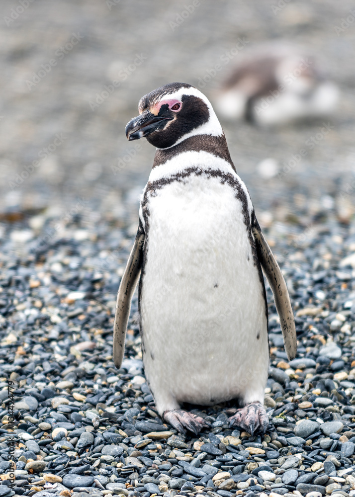 Naklejka premium The Magellanic Penguin