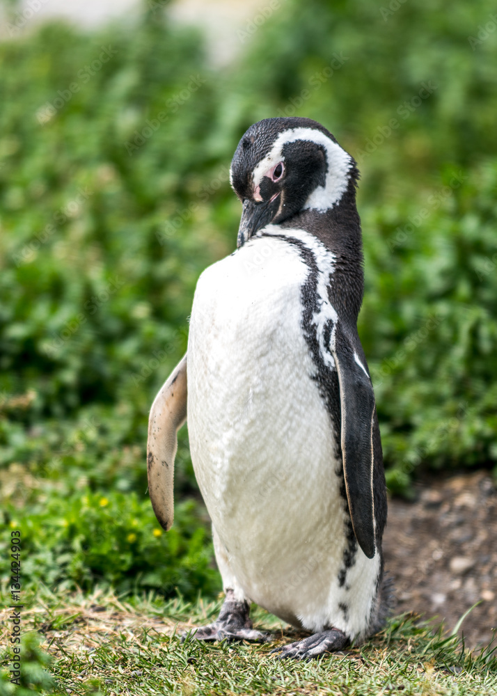 Fototapeta premium The Magellanic Penguin