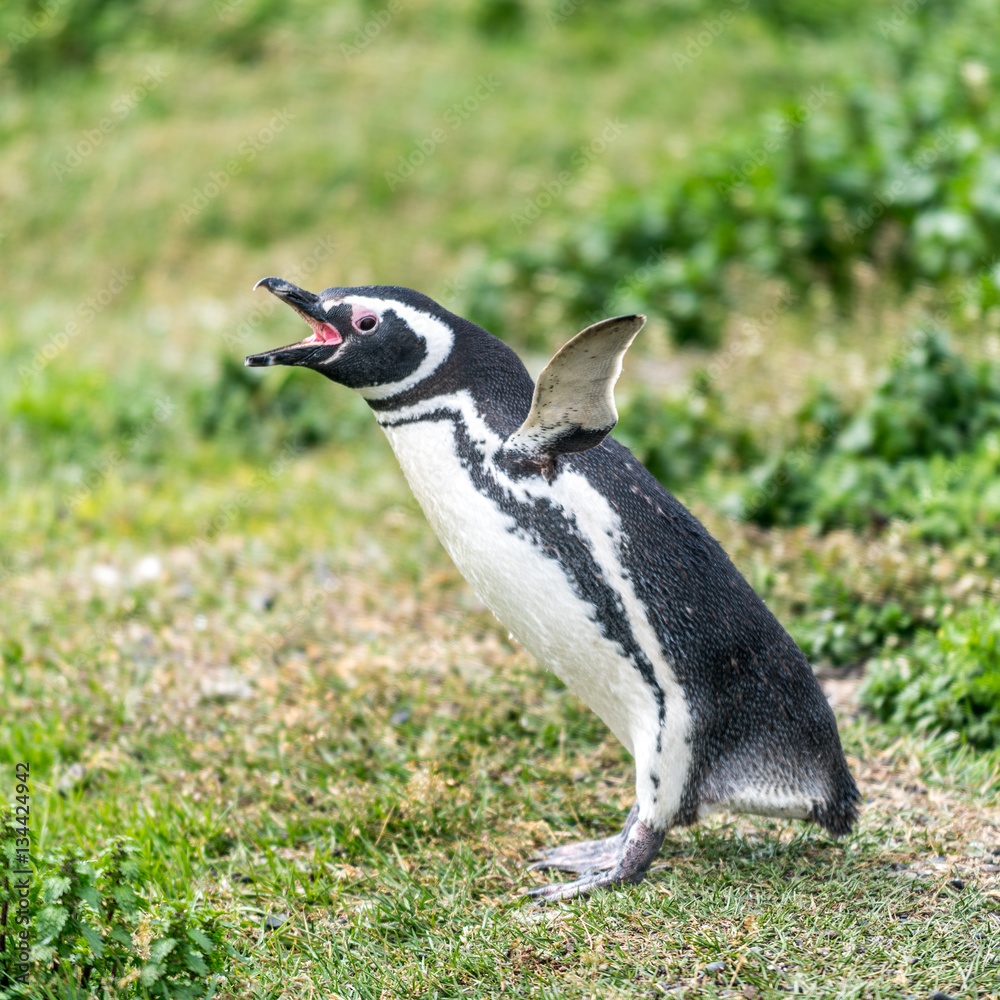 Fototapeta premium The Magellanic Penguin