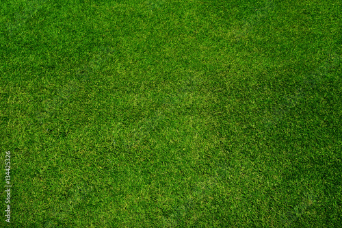 Green grass texture background, top view
