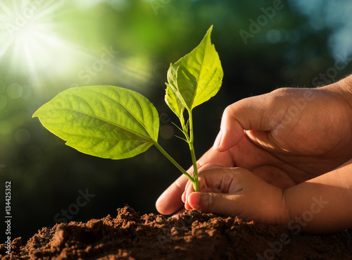 Kid and father hands planting young tree over green background