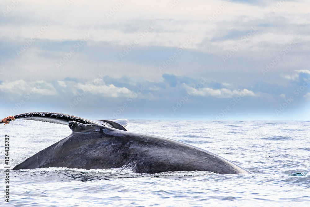 Fototapeta premium Pair Of Humpback Whales Near Cabo San Lucas