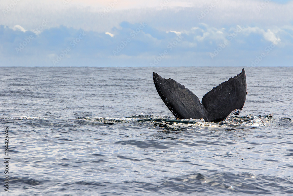Fototapeta premium Humpback Whale Tail On Cloudy Sea Of Cortez