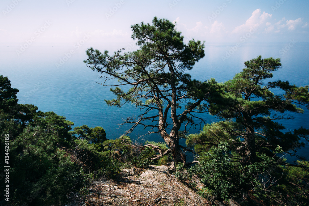 Зеленое дерево на краю скалы на фоне черного моря и белых облаков.