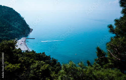 Вид на курортный берег моря через иголки пихтовых деревьев.