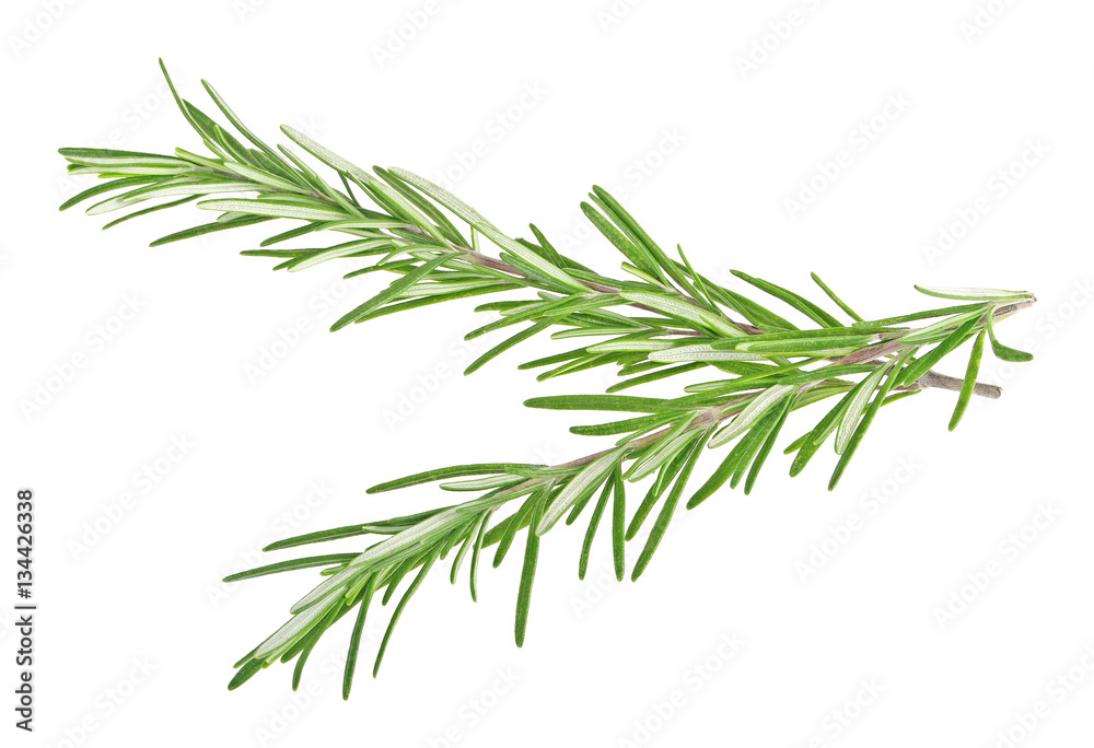 Obraz premium Fresh green sprig of rosemary isolated on a white background