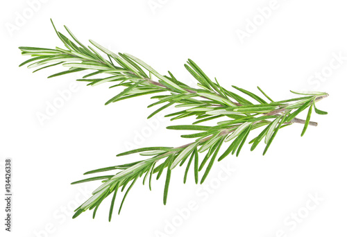 Fresh green sprig of rosemary isolated on a white background © domnitsky