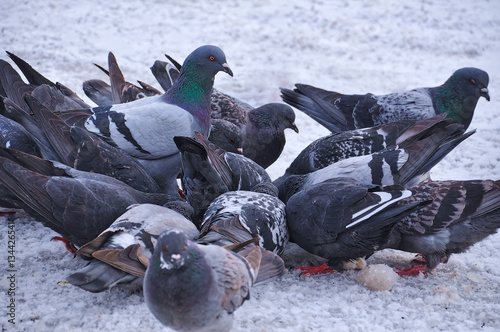 Pack of eating pigeons