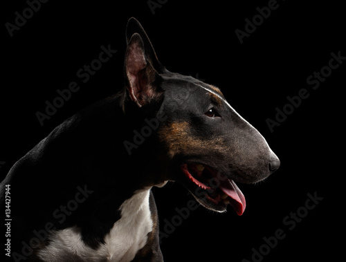 Close-up portrait of Bull Terrier in profile on isolated black background