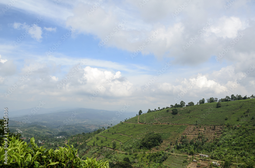 Obraz premium tea plantations and sky