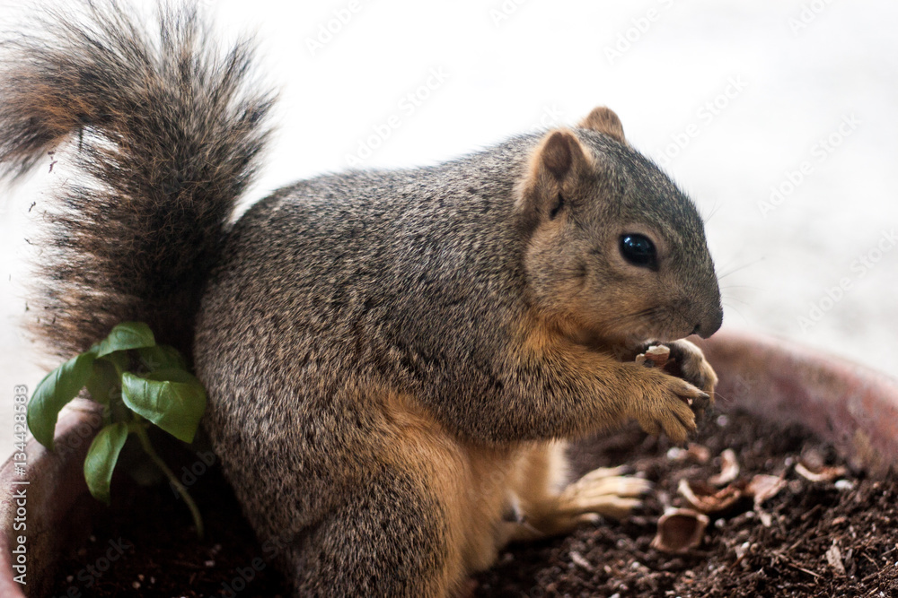 Squirrel invades Potted Plant Squirrel invades Potted Plant