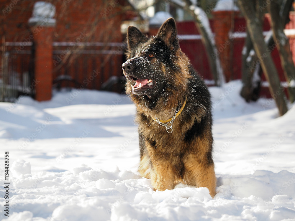 Naklejka premium Big dog shepherd standing in the snow drifts