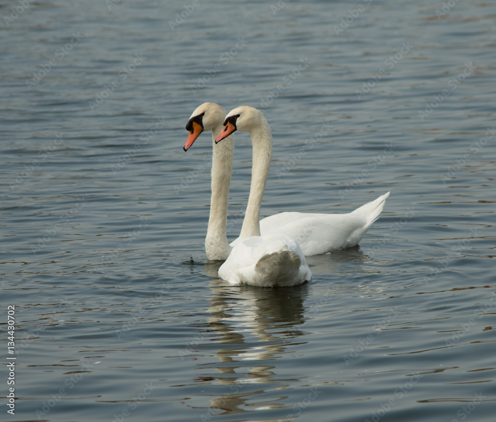 Mute Swans Mute Swans
