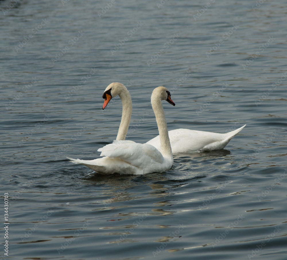 Mute Swans Mute Swans