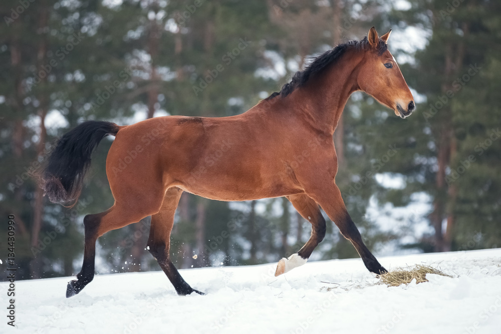 Bay horse trotting on winter snow Bay horse trotting on winter snow