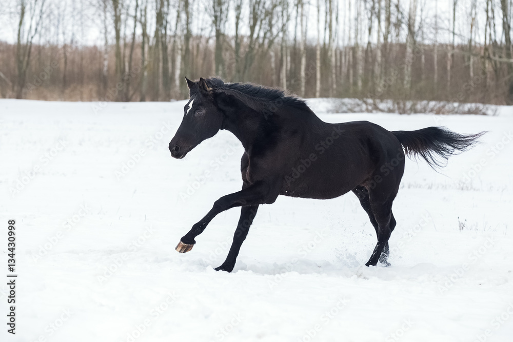 Black horse galloping in winter snow