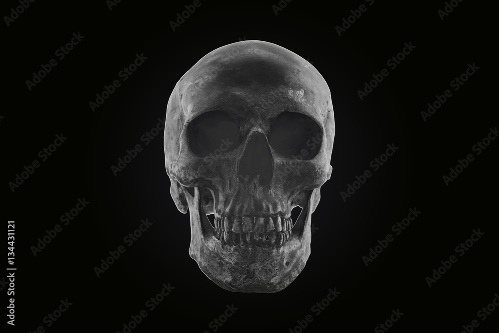 Obraz premium Still life skull dark tone concept Halloween day