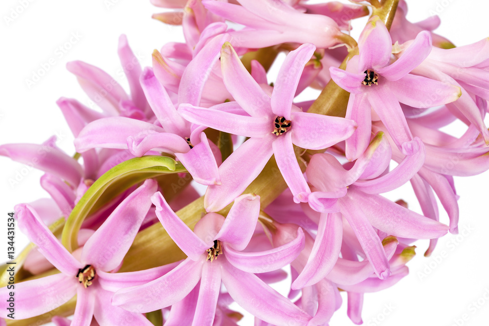 Spring flowers of Hyacinth on white background Spring flowers of Hyacinth on white background