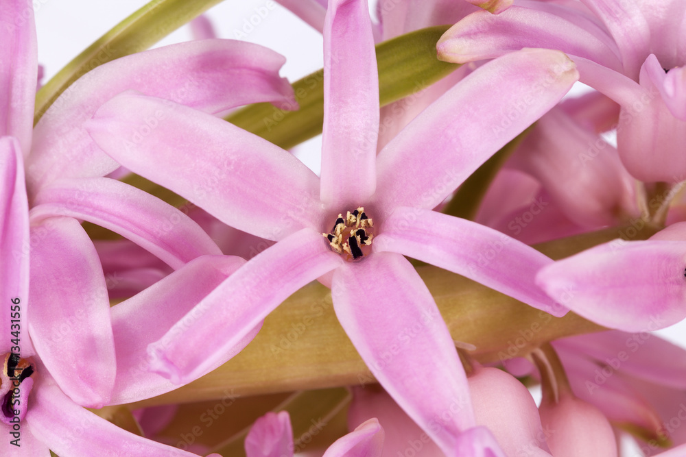Naklejka premium Spring flowers of Hyacinth on white background
