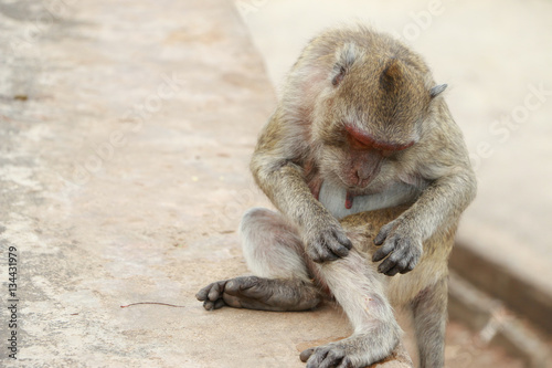 monkey animal living creatures