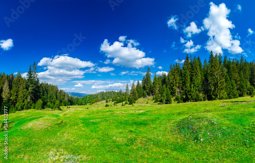 Valley in the alpine coniferous forest. Summer day. Green lawn. Blue sky with clouds. Summer landscape.