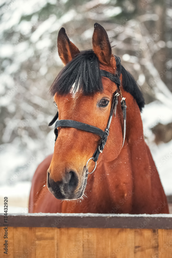 Portrait of trakehner bay horse Portrait of trakehner bay horse